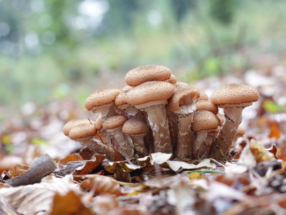 Der Pilz, der ein Videospiel inspirierte: Wie Myconid D&D und darüber hinaus eroberte